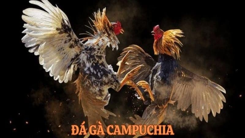 Giới thiệu về đá gà Camuchia