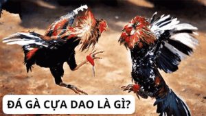 Đá gà cựa dao là gì?