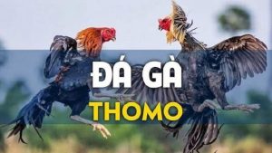 Đá gà trực tiếp Thomo là gì?